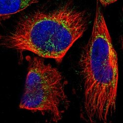 TEFM Antibody, Novus Biologicals:Antibodies:Primary Antibodies